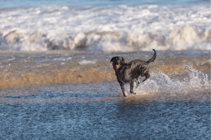 Things To Do Dog Friendly Activities